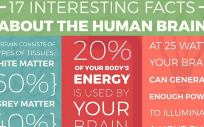 17 Interesting Facts About The Human Brain Infographic. F