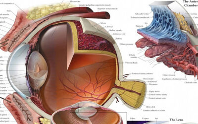 Eye Anatomical Chart1 F
