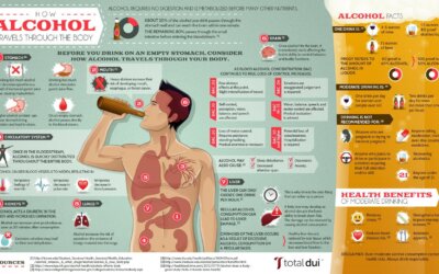How Alcohol Travels Through the Body Infographic