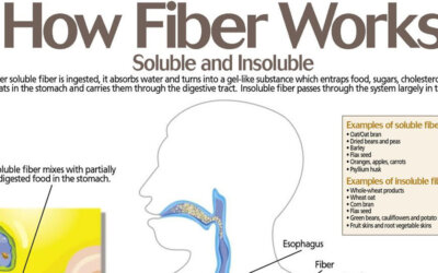 How Fiber Works Infographic F