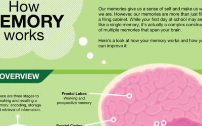How Memory Works Infographic F