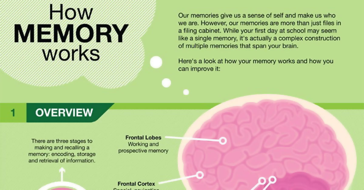 How Memory Works Infographic