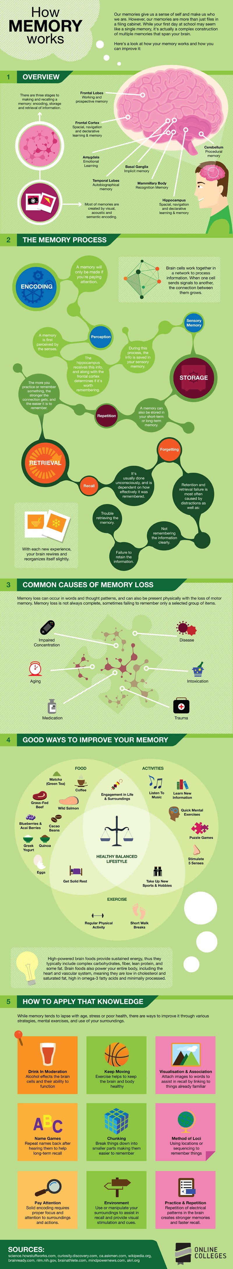 How Memory Works Infographic