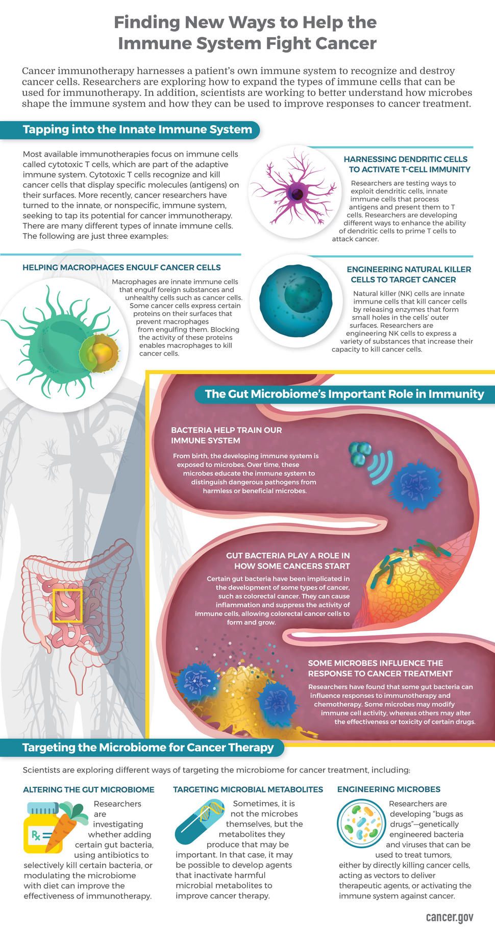 Immune System And Cancer