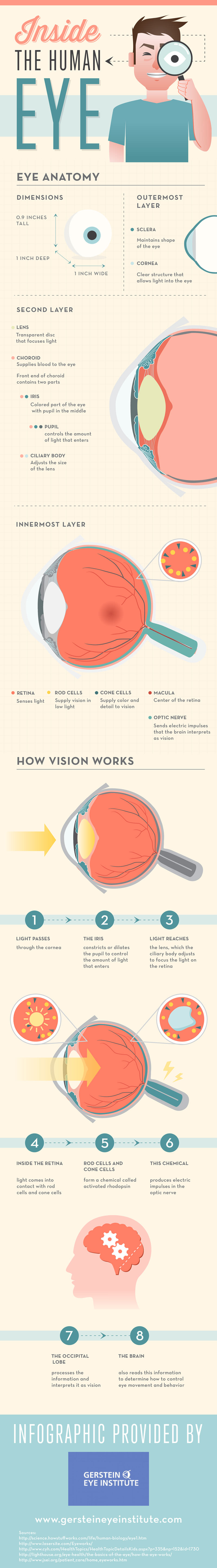 Inside The Human Eye Infographic