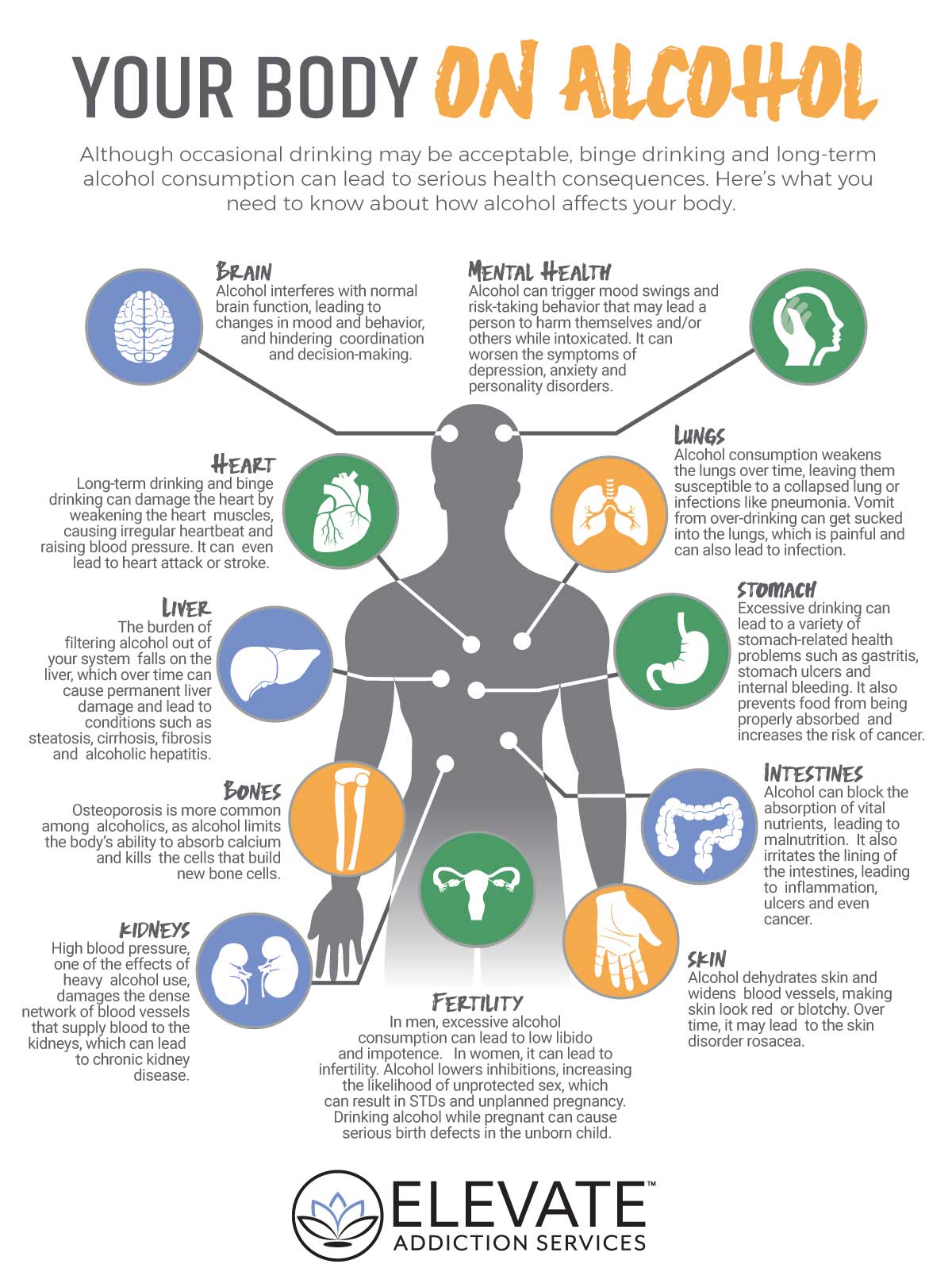 Your Body On Alcohol Infographic