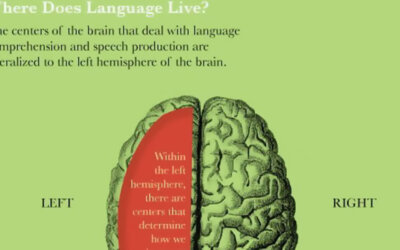 Language And Your Brain Infographic F