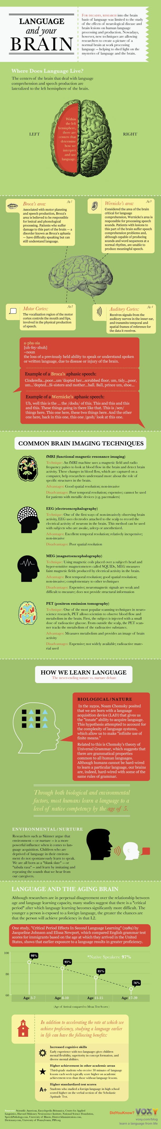 Language and Your Brain Infographic
