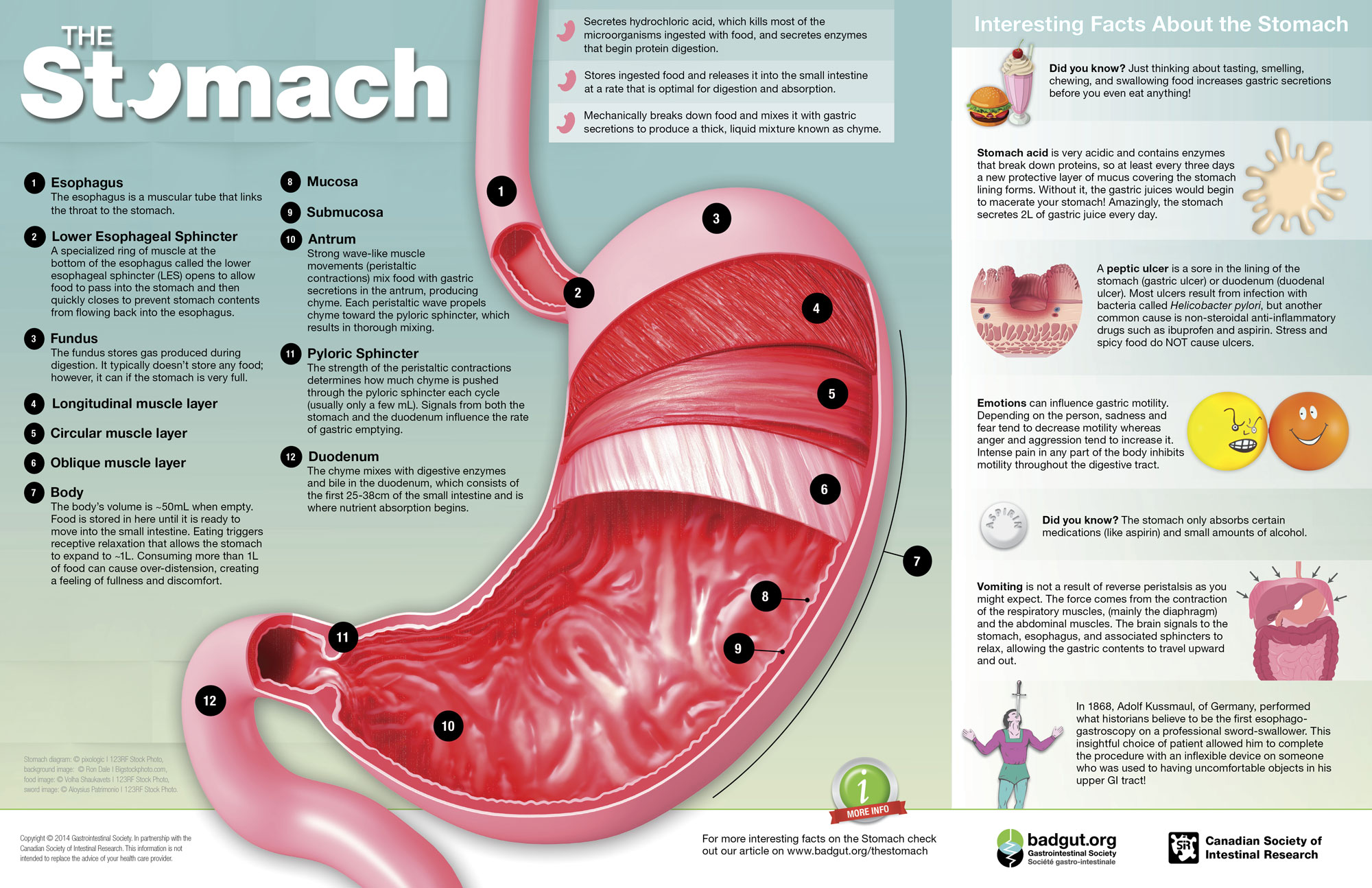 Stomach Infographic