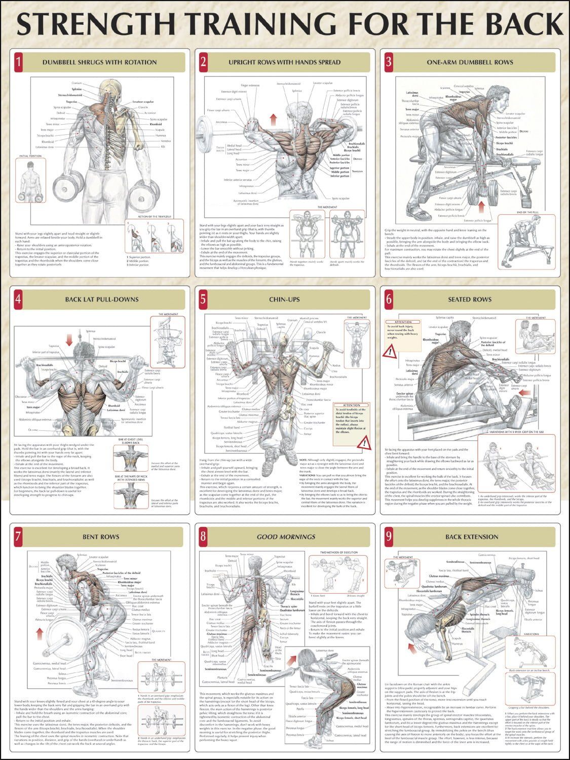 Strength Training for the Back Chart