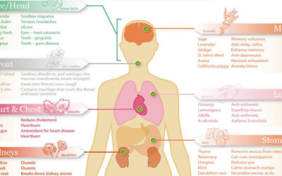 The Herb Body Map Infographic F