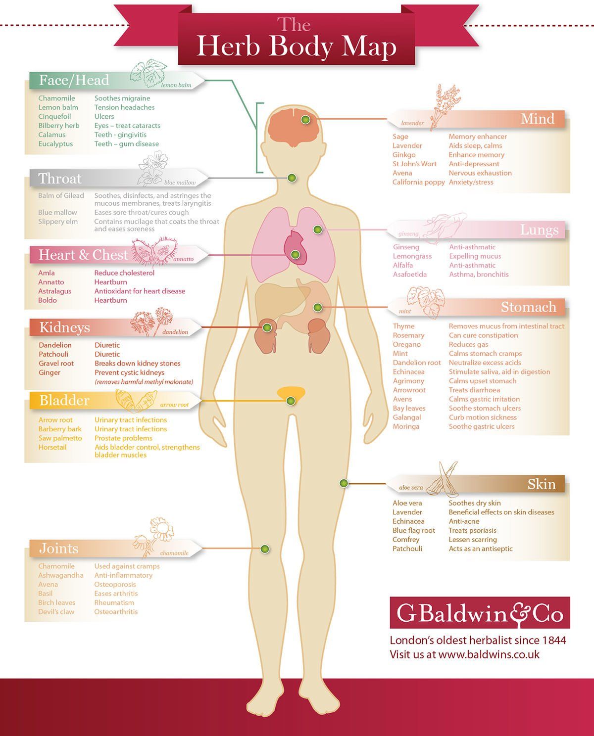 Herbal Solutions Infographic