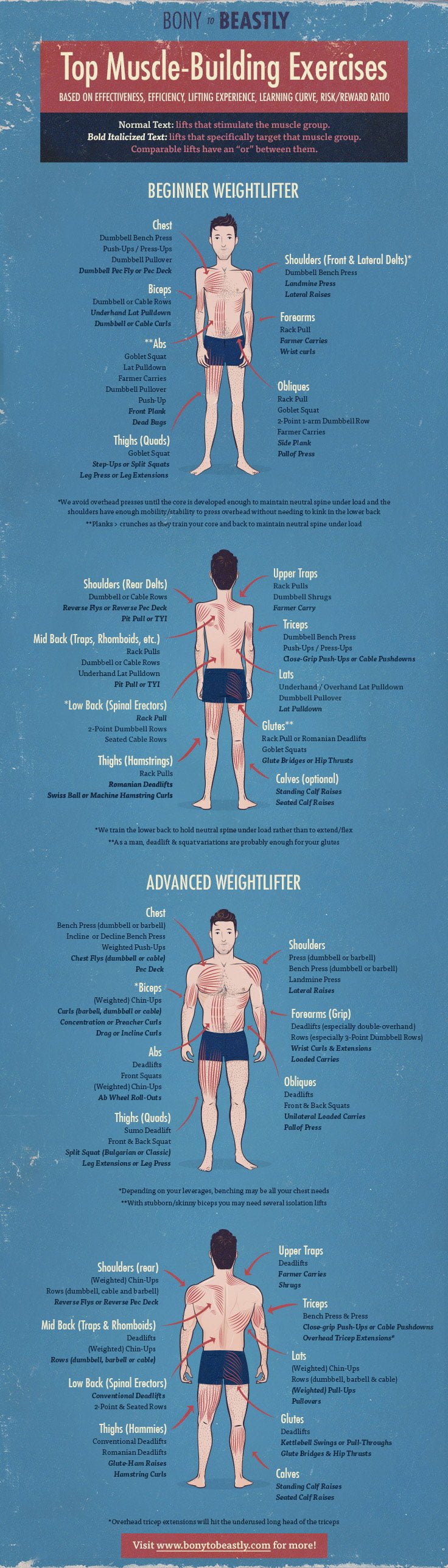 Top Muscle Building Exercises Infographic