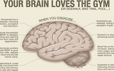 Your Brain Loves The Gym Infographic F