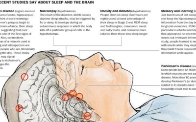 Sleep And The Brain